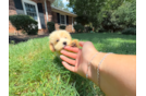 Maltipoo Pup Being Cute