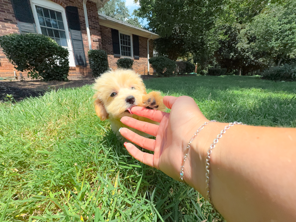 Maltipoo Pup Being Cute