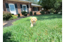 Cute Maltipoo Baby