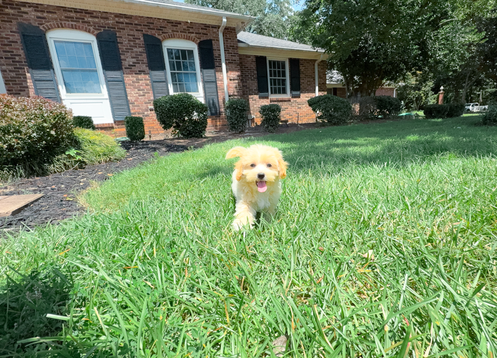 Cute Maltipoo Baby