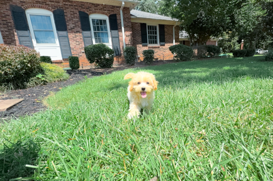 Cute Maltipoo Baby