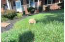 Maltipoo Puppy for Adoption