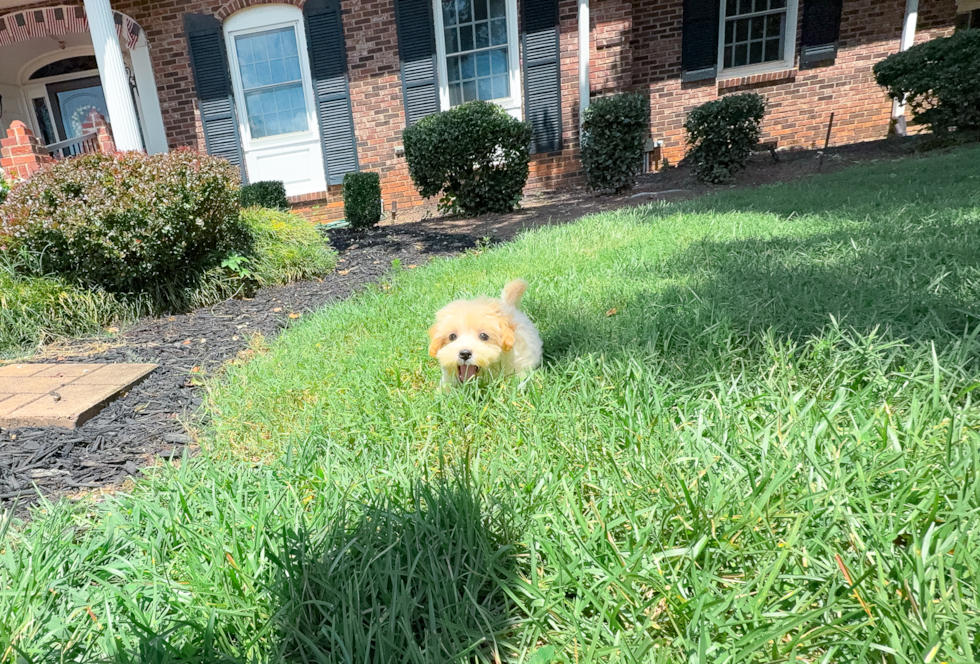Maltipoo Puppy for Adoption