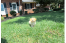 Cute Malt a Poo Poodle Mix Puppy