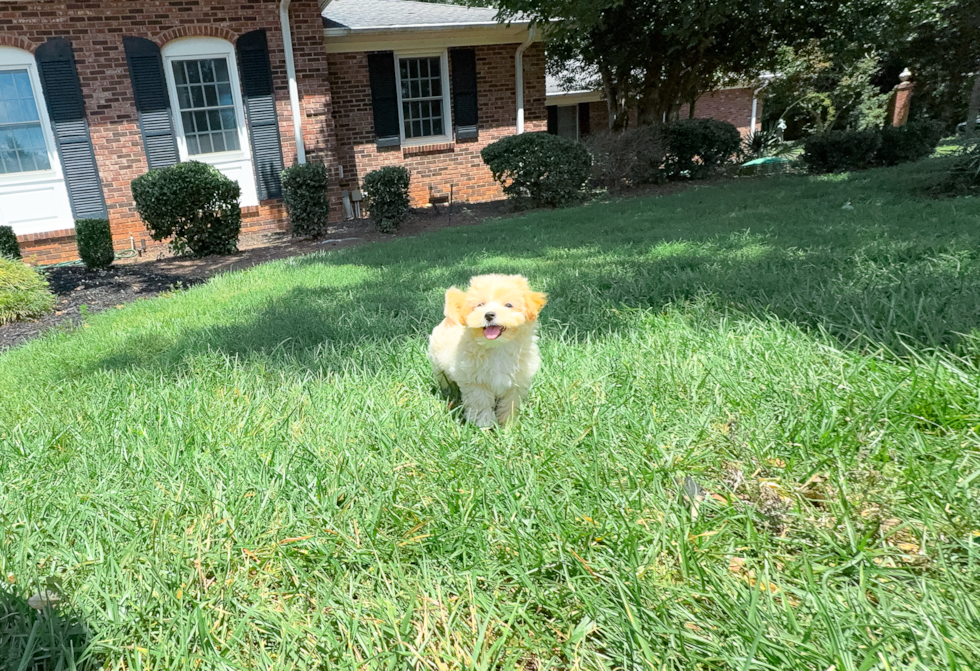 Cute Malt a Poo Poodle Mix Puppy