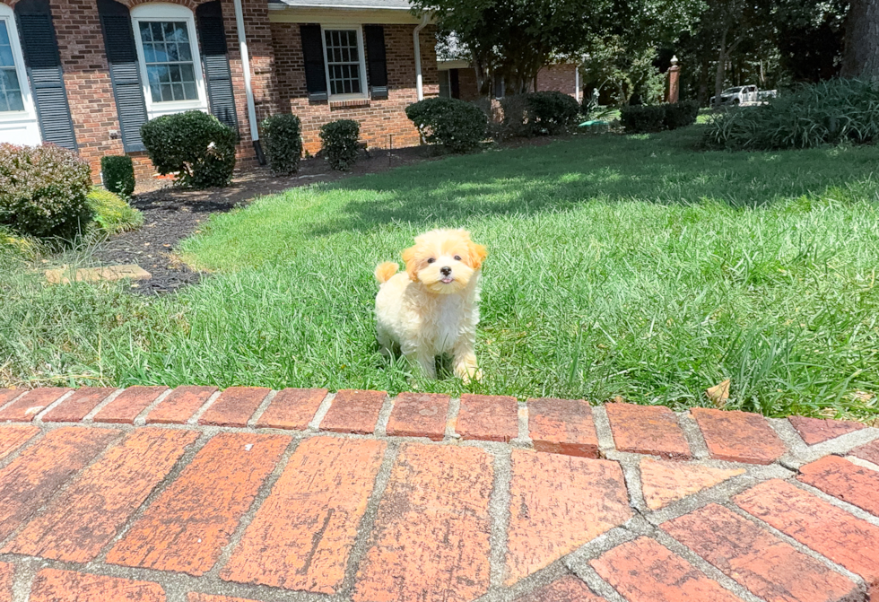 Cute Maltipoo Baby