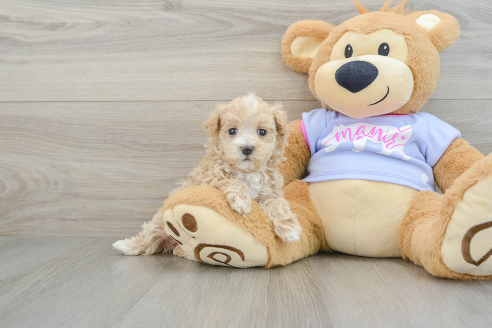 Maltipoo Puppy for Adoption