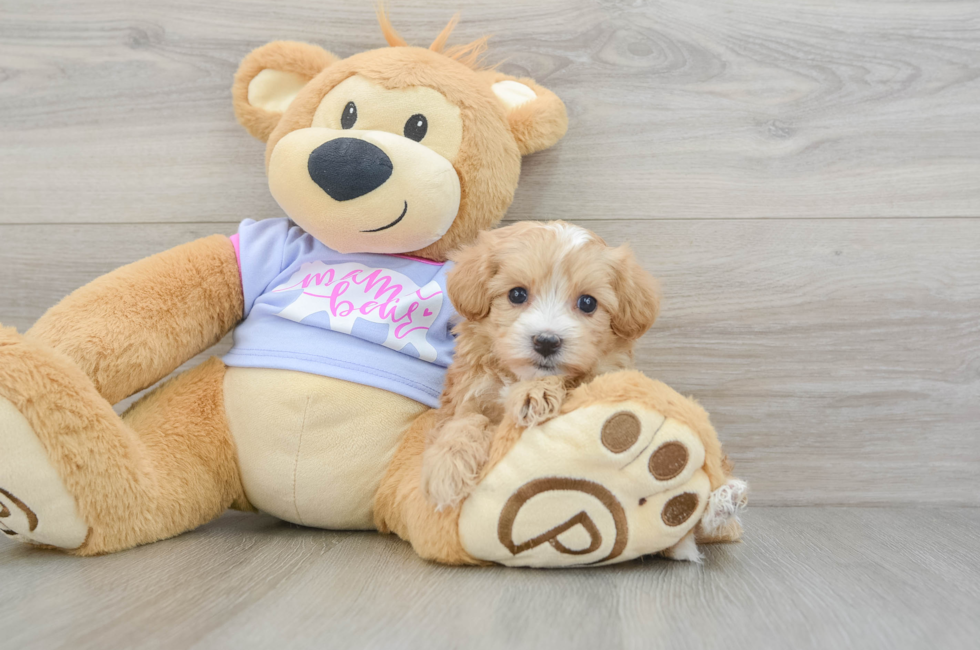 5 week old Maltipoo Puppy For Sale - Simply Southern Pups