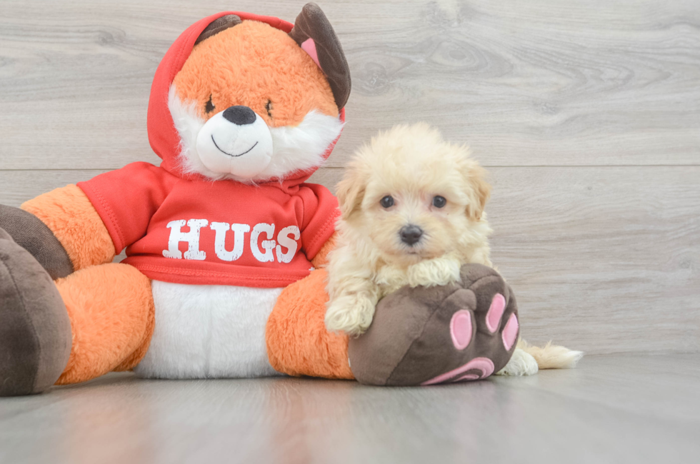 5 week old Maltipoo Puppy For Sale - Simply Southern Pups