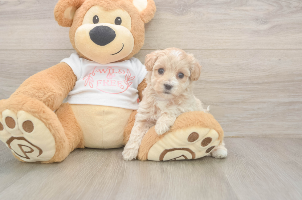 5 week old Maltipoo Puppy For Sale - Simply Southern Pups