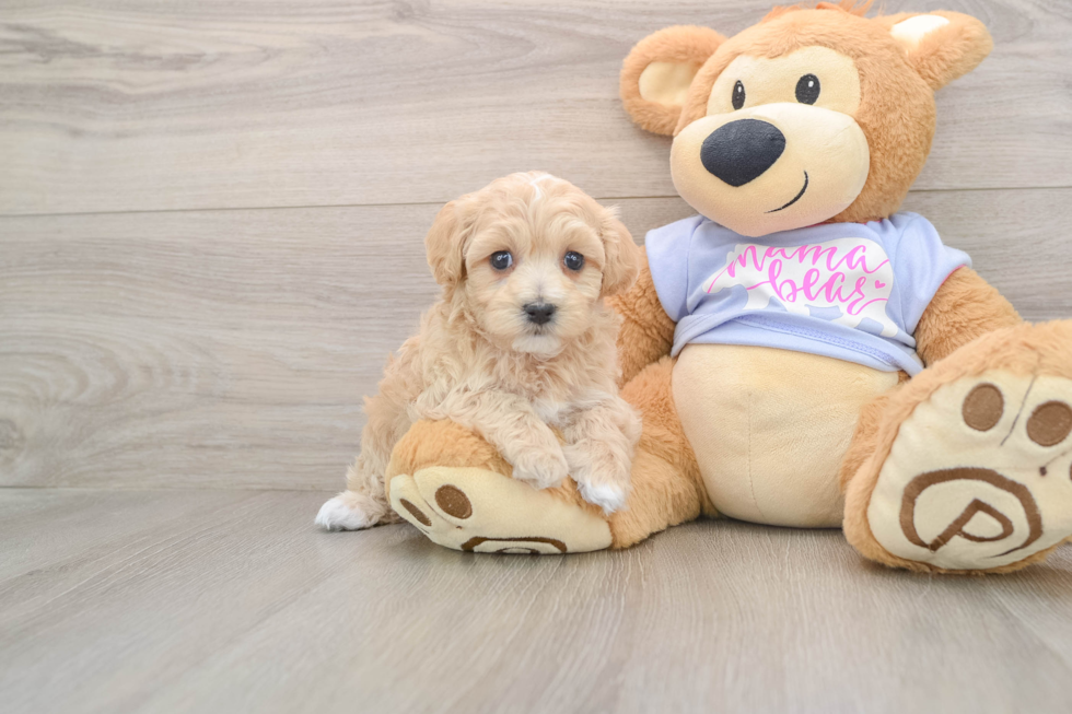 Maltipoo Puppy for Adoption