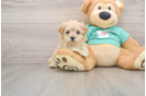 Maltipoo Pup Being Cute