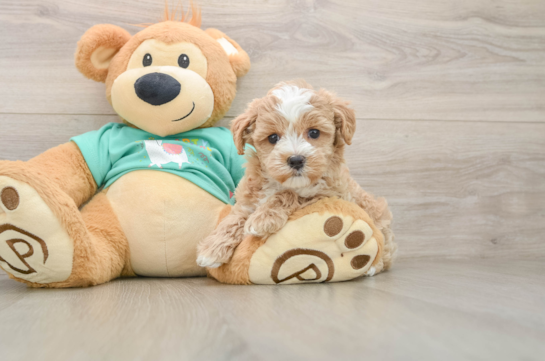 Maltipoo Puppy for Adoption