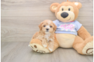 Smart Maltipoo Poodle Mix Pup