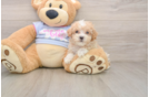 Cute Maltipoo Baby