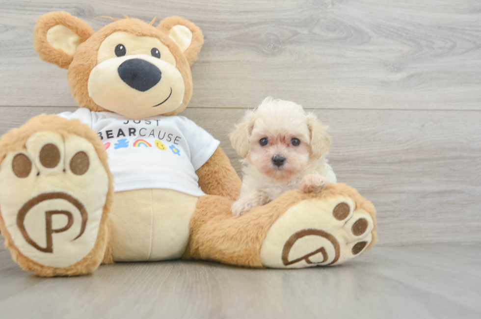 7 week old Maltipoo Puppy For Sale - Simply Southern Pups