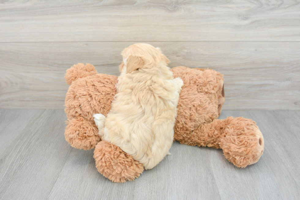 Maltipoo Puppy for Adoption