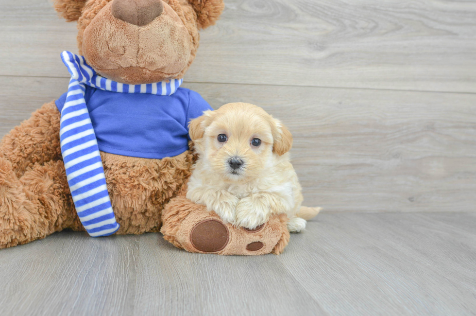 6 week old Maltipoo Puppy For Sale - Simply Southern Pups