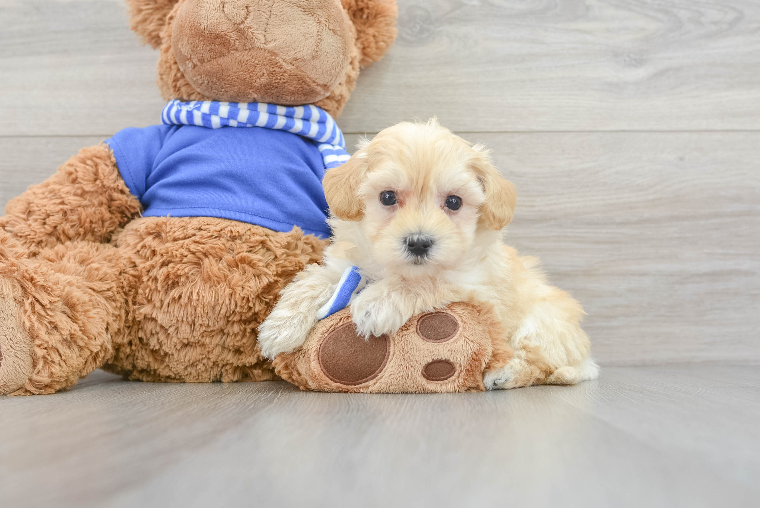 Maltipoo hypoallergenic hot sale