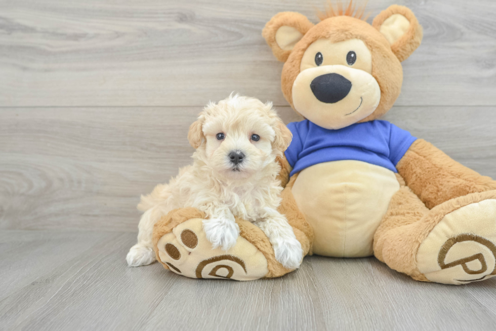 Adorable Malt a Poo Poodle Mix Puppy