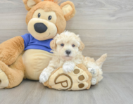 8 week old Maltipoo Puppy For Sale - Simply Southern Pups