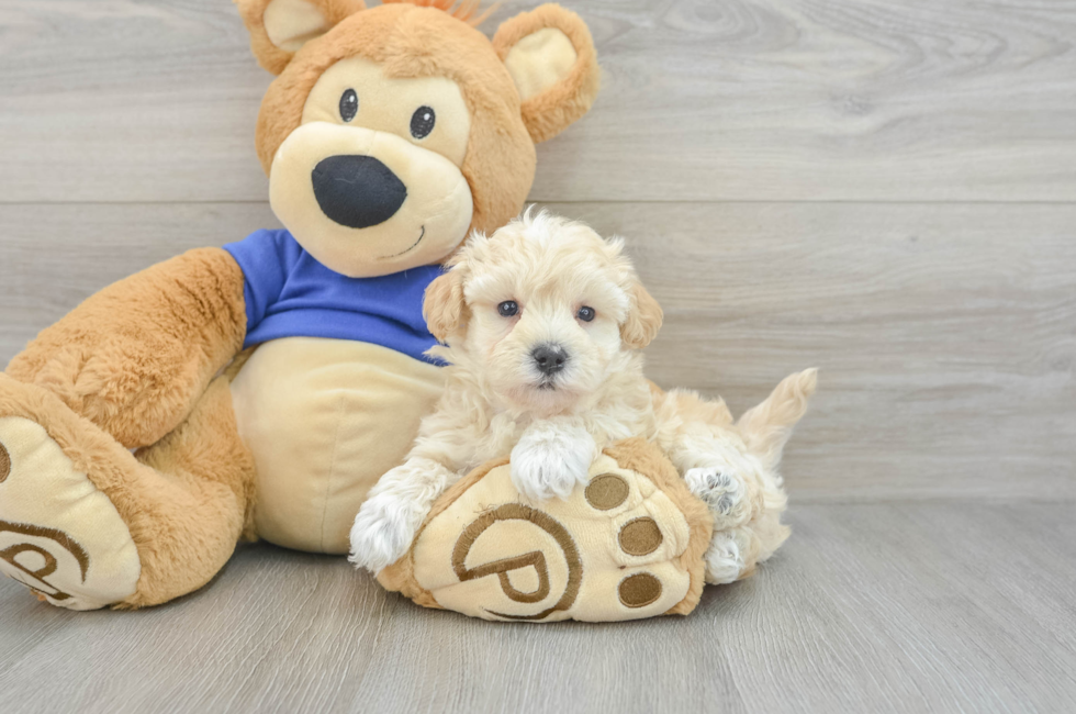 7 week old Maltipoo Puppy For Sale - Simply Southern Pups