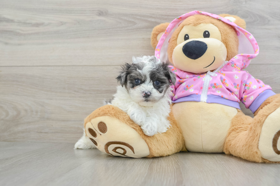 6 week old Maltipoo Puppy For Sale - Simply Southern Pups