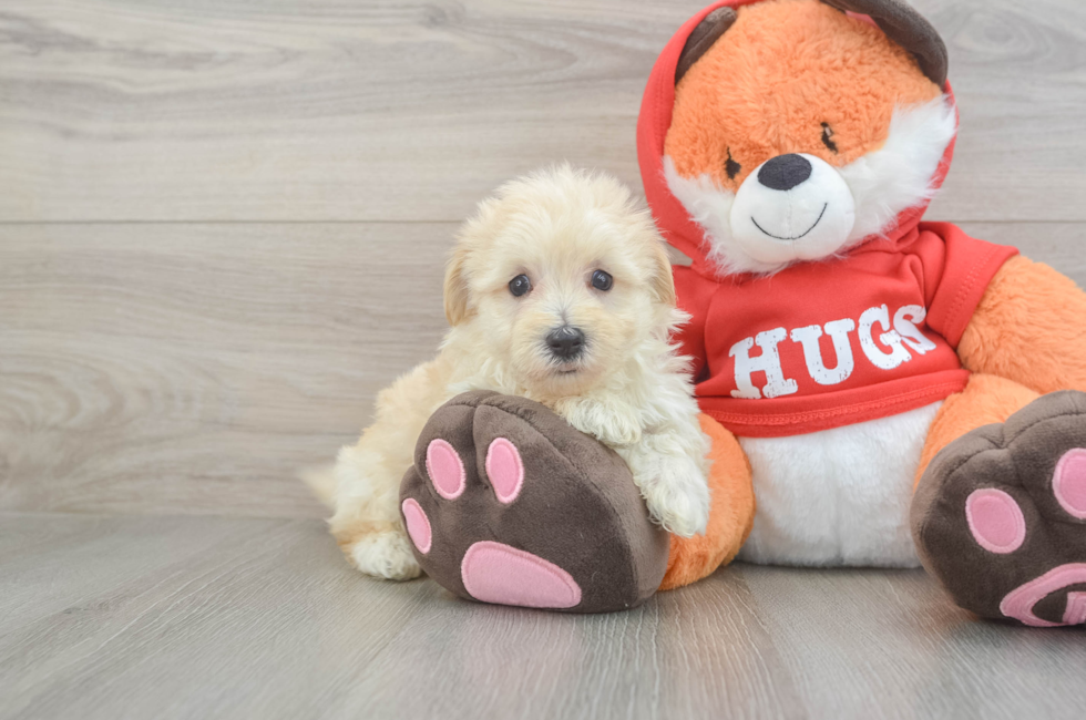 5 week old Maltipoo Puppy For Sale - Simply Southern Pups