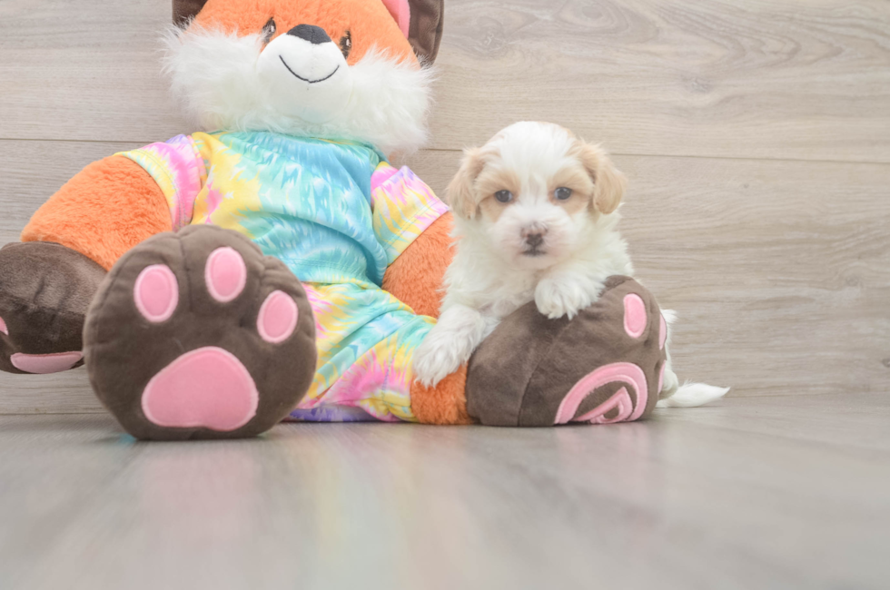5 week old Maltipoo Puppy For Sale - Simply Southern Pups