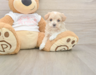 8 week old Maltipoo Puppy For Sale - Simply Southern Pups
