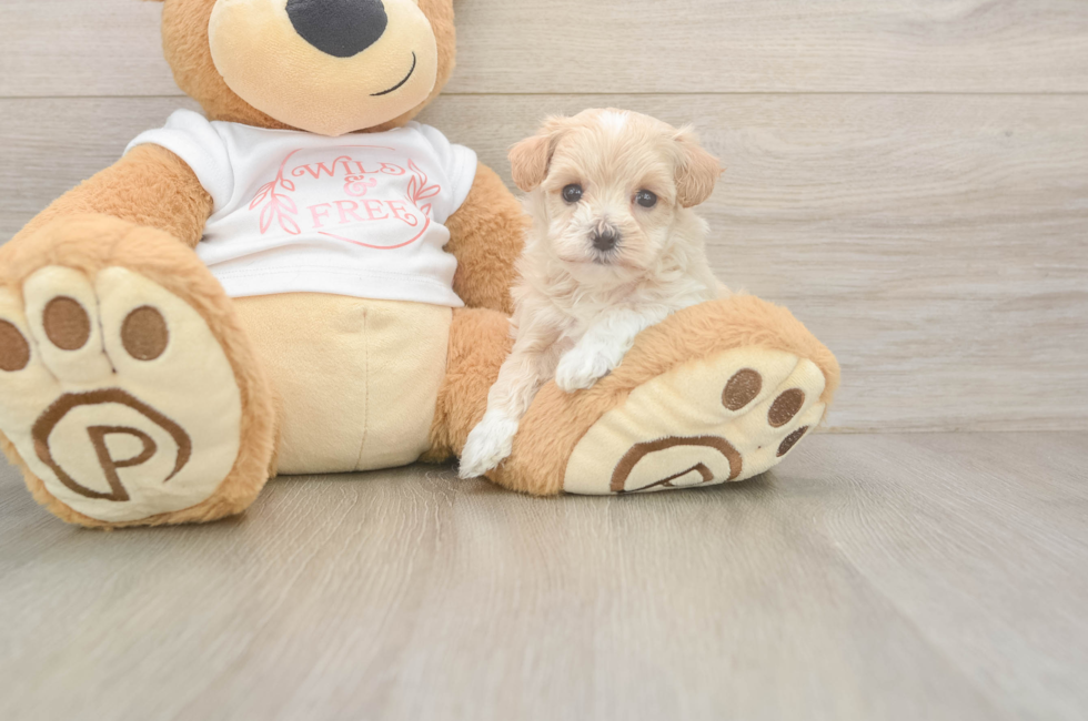 5 week old Maltipoo Puppy For Sale - Simply Southern Pups