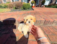 14 week old Maltipoo Puppy For Sale - Simply Southern Pups