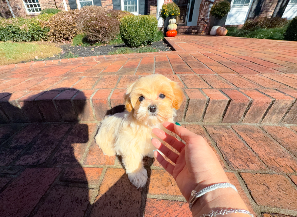 Cute Maltipoo Baby