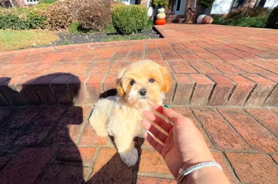 Cute Maltipoo Baby