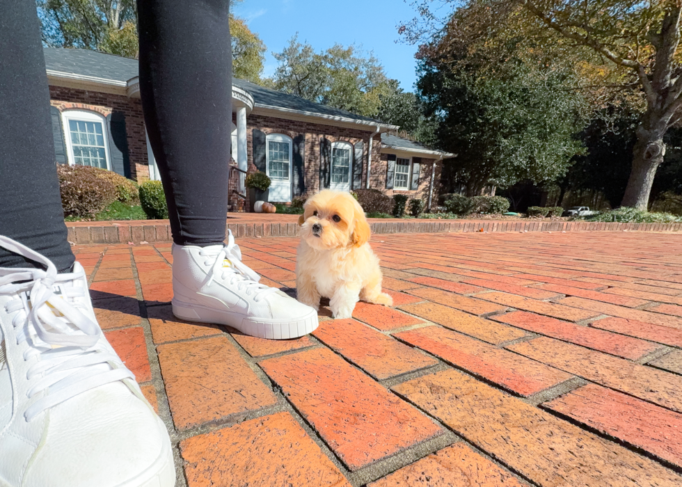 Cute Malt a Poo Poodle Mix Puppy