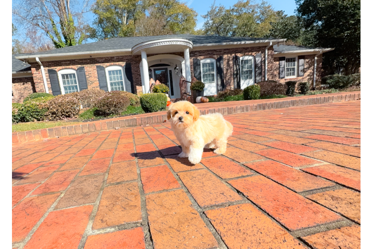 Cute Maltipoo Baby