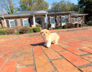 14 week old Maltipoo Puppy For Sale - Simply Southern Pups