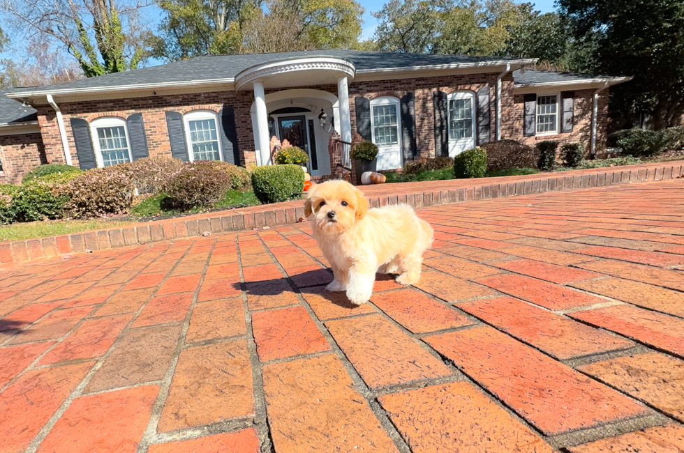 14 week old Maltipoo Puppy For Sale - Simply Southern Pups