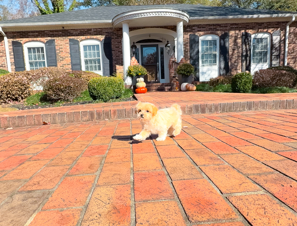 Cute Maltipoo Baby