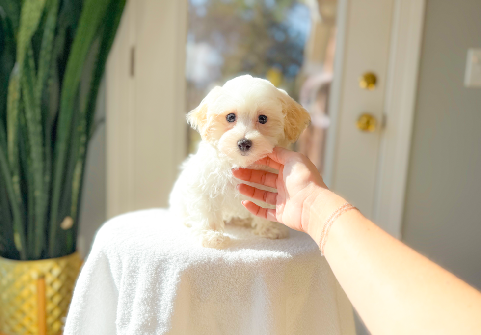 Maltipoo Puppy for Adoption