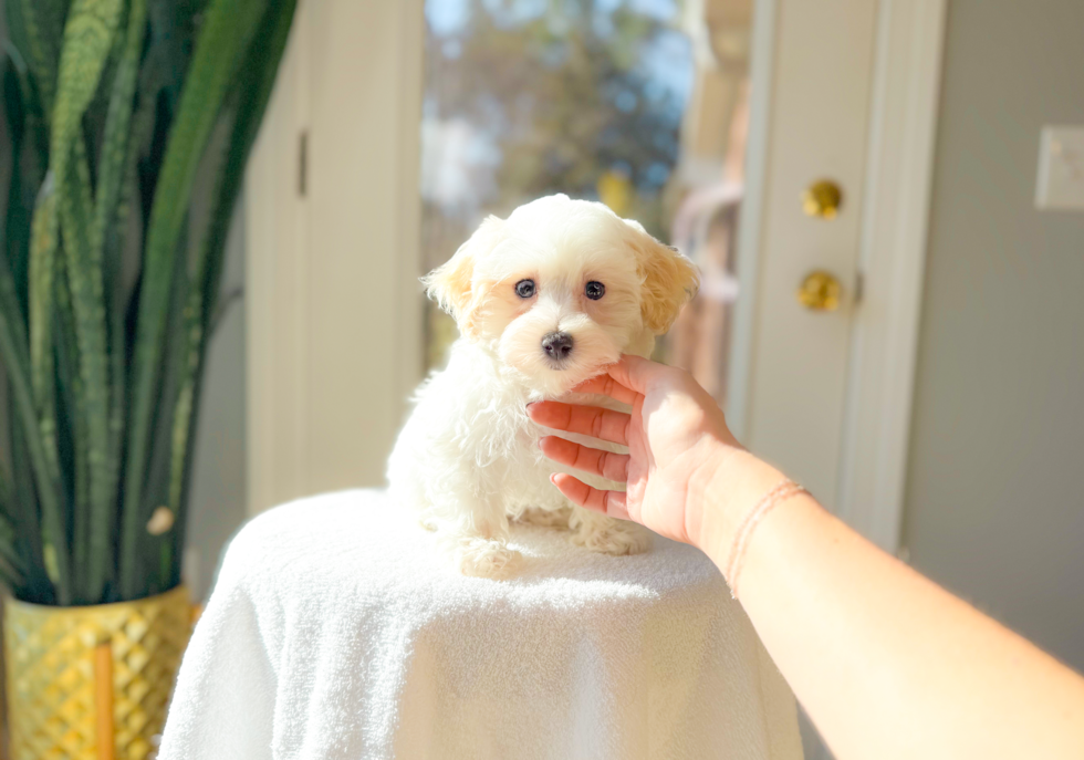 Cute Maltipoo Baby