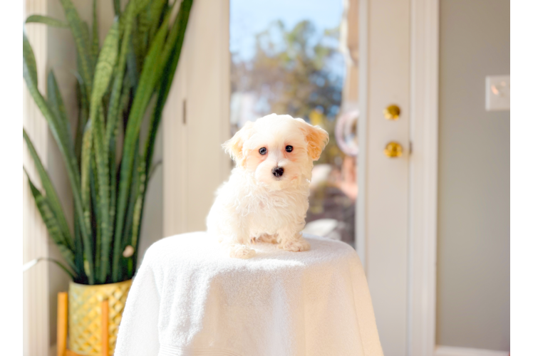Maltipoo Pup Being Cute