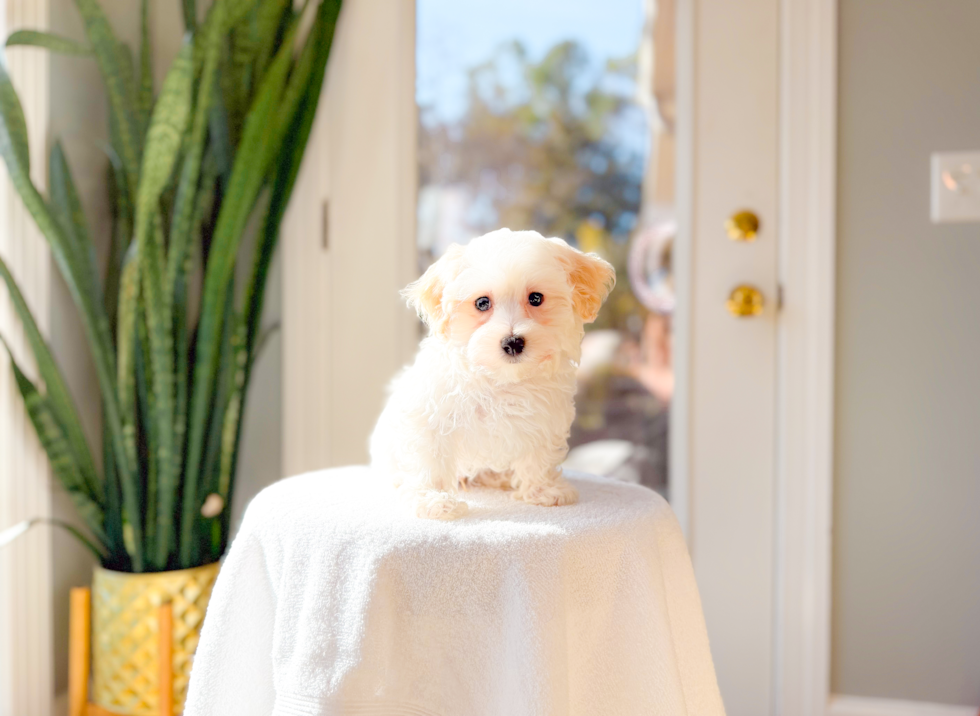 Maltipoo Pup Being Cute
