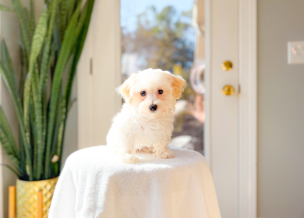 Best Maltipoo Baby