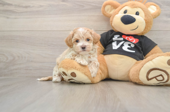 Best Maltipoo Baby