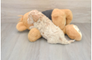 Energetic Maltidoodle Poodle Mix Puppy