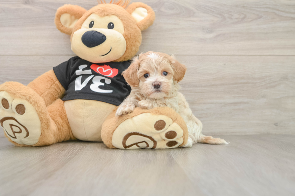 Maltipoo Pup Being Cute
