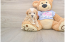 Maltipoo Puppy for Adoption