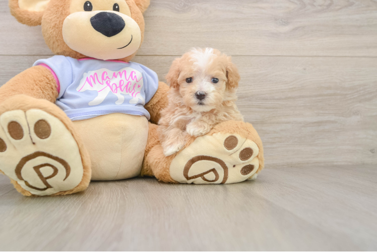 Maltipoo Puppy for Adoption