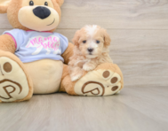 6 week old Maltipoo Puppy For Sale - Simply Southern Pups